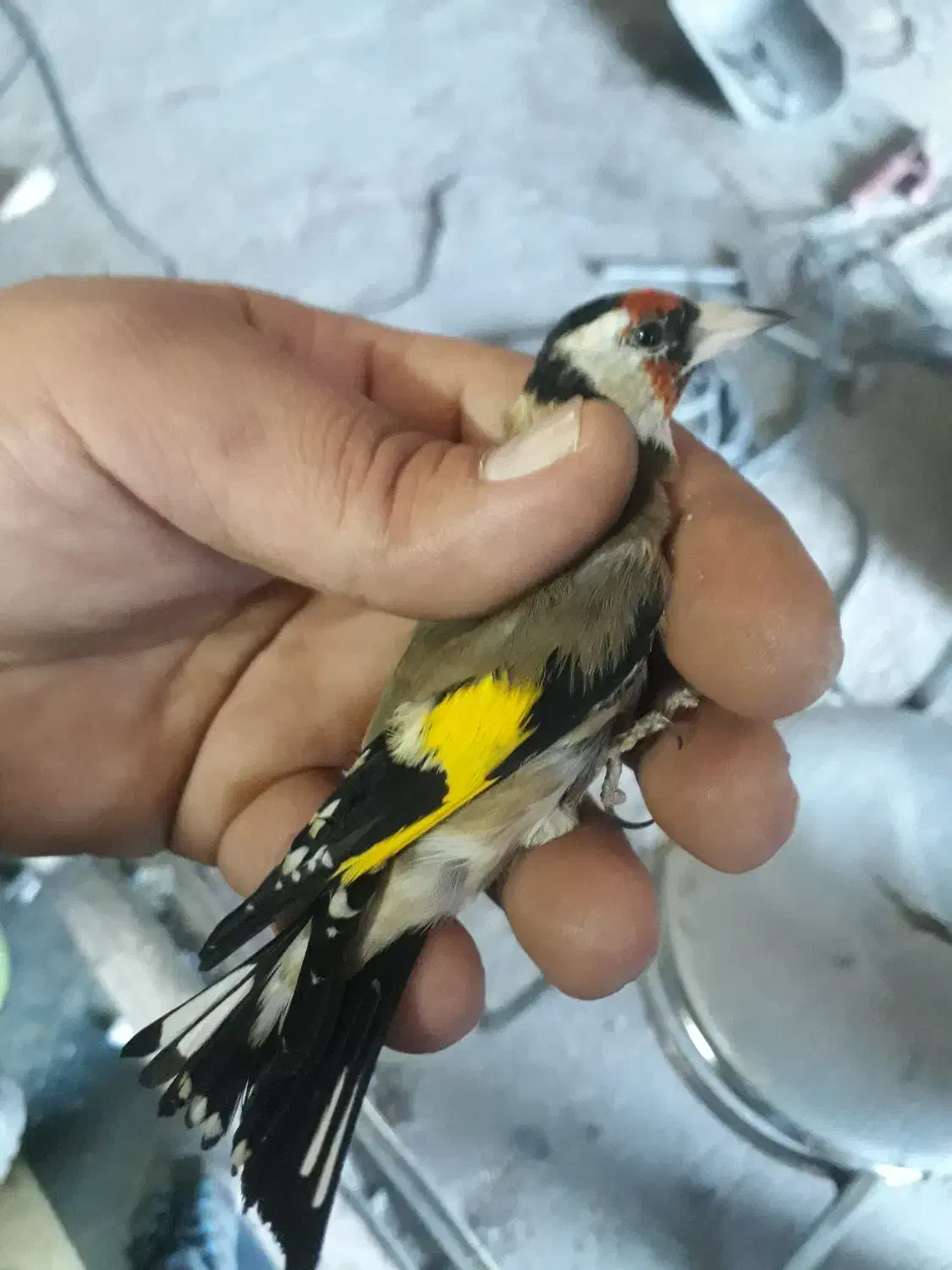سره نرو ماده .قناری|پرنده|ری, ولی آباد|دیوار