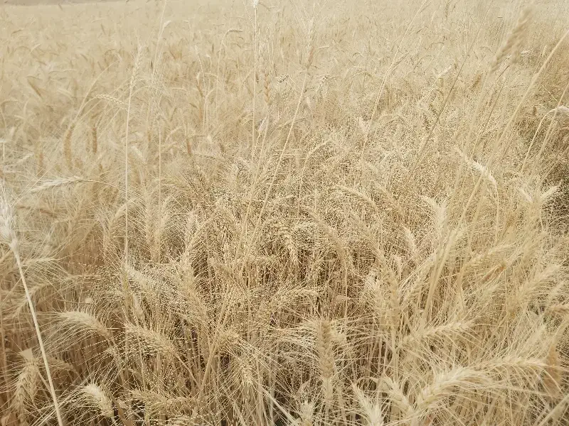 گندم بذری|گل و گیاه طبیعی|چرداول, |دیوار