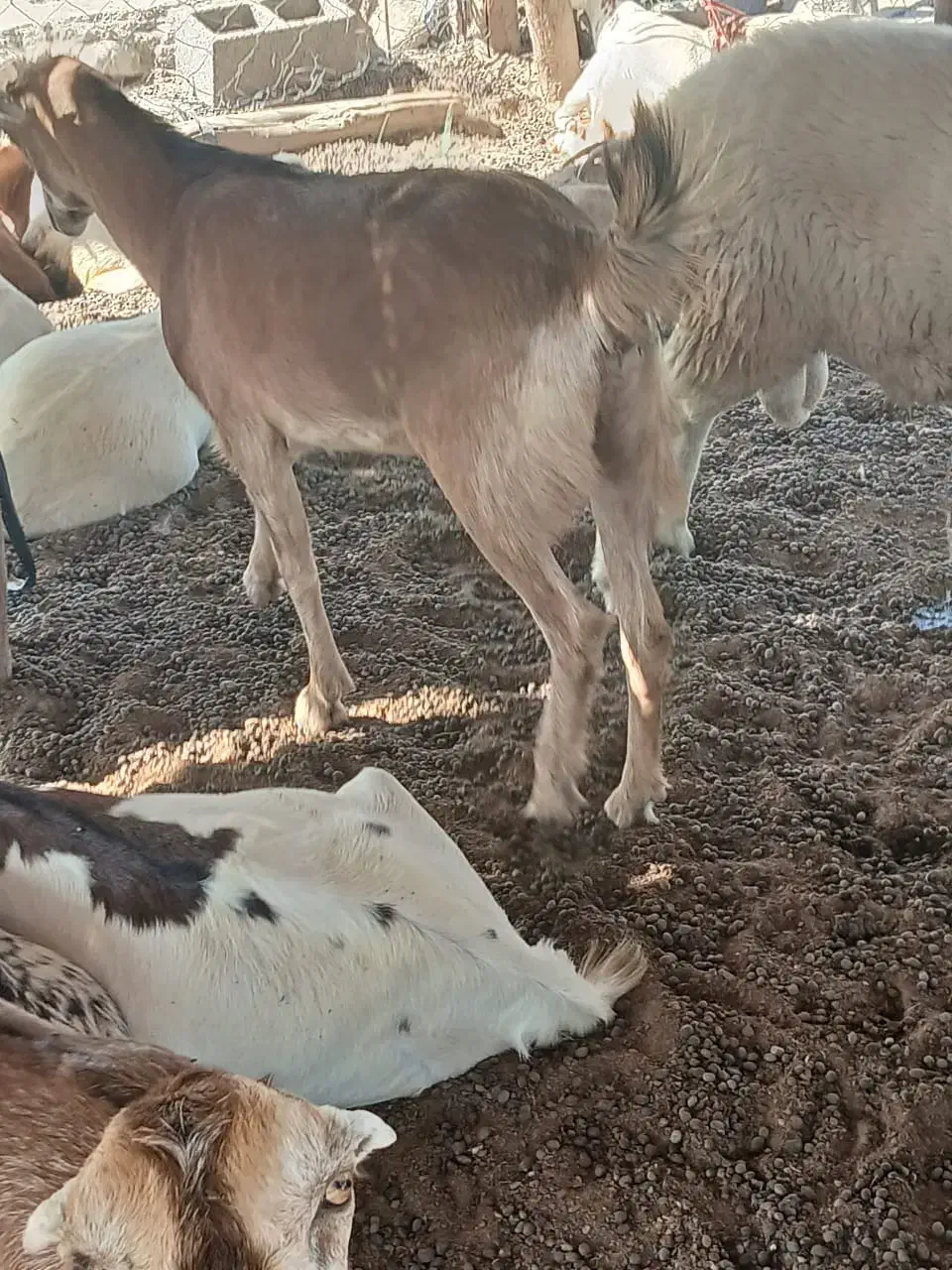 بز نزار گوشتی|حیوانات مزرعه|تخت, |دیوار