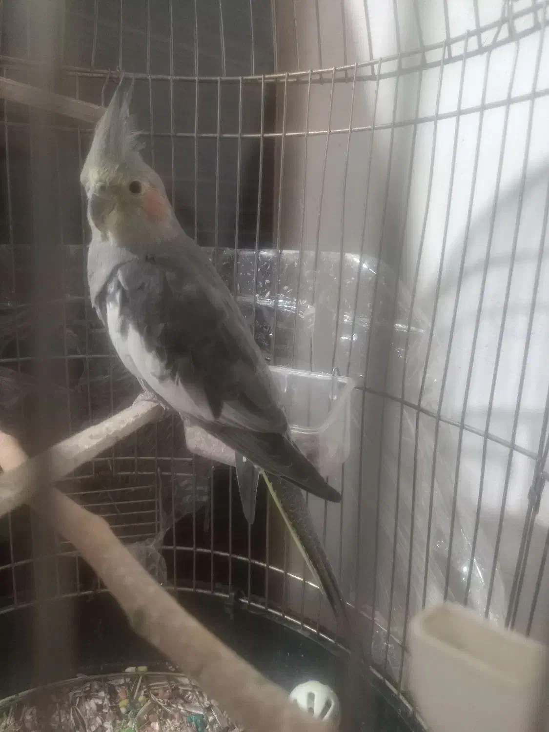 عروس هلندی|پرنده|قصرشیرین, |دیوار