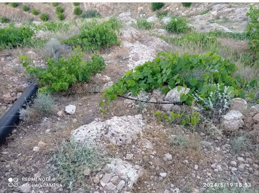چرام باغ شمسوا ،شمس آباد فقط 500 تخفیف خوبی داره|فروش زمین و ملک کلنگی|چرام, |دیوار