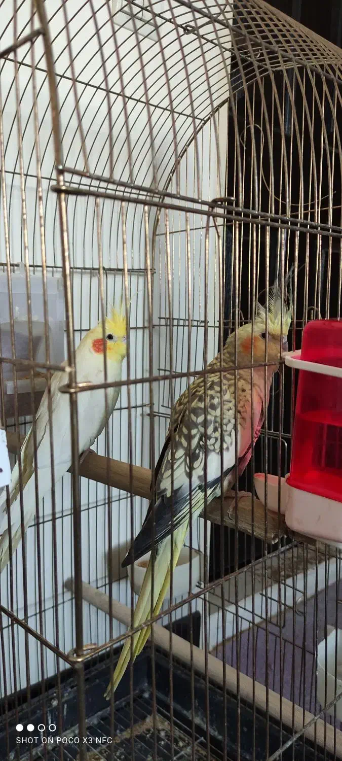 پرنده عروس هلندی|پرنده|فردیس, فردیس|دیوار