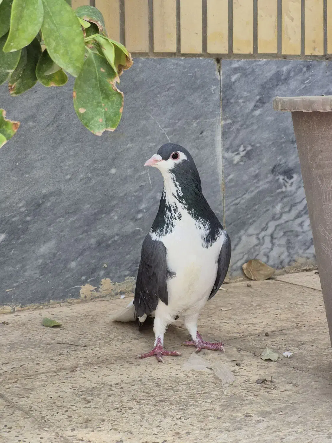 کبوتر دمگیر|پرنده|خمینی‌شهر, |دیوار
