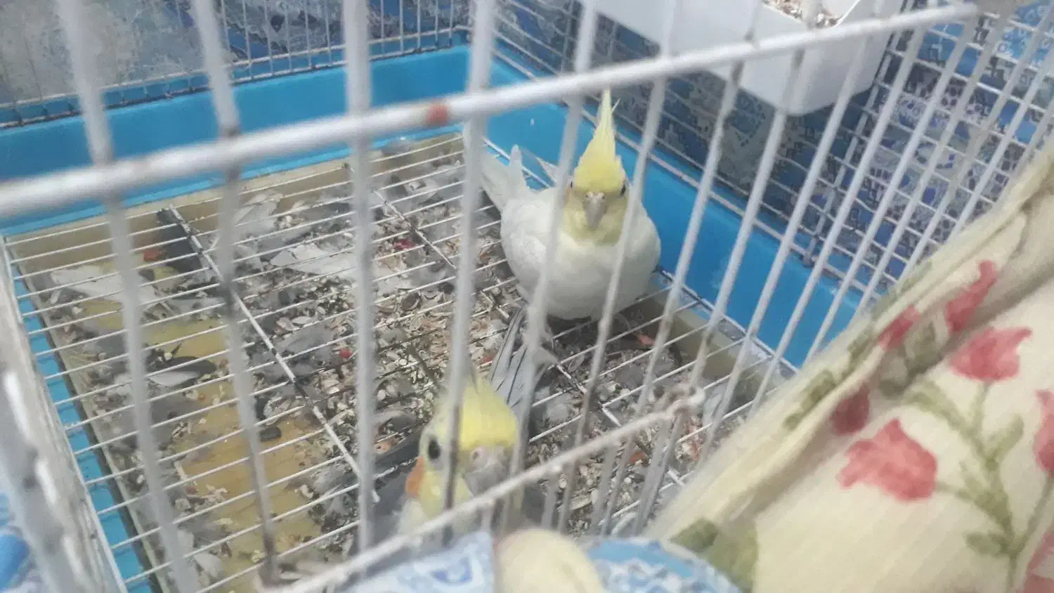 یک جفت عروس هلندی باجوجه معاوضه دارم|پرنده|اسلامشهر, شهرک امام حسین (میان آباد)|دیوار