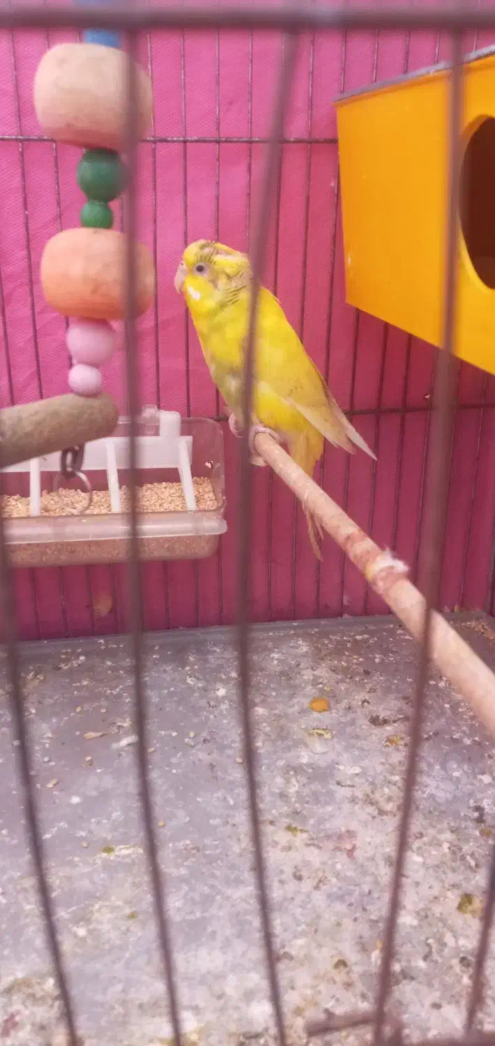 مرغ عشق|پرنده|دهگلان, |دیوار