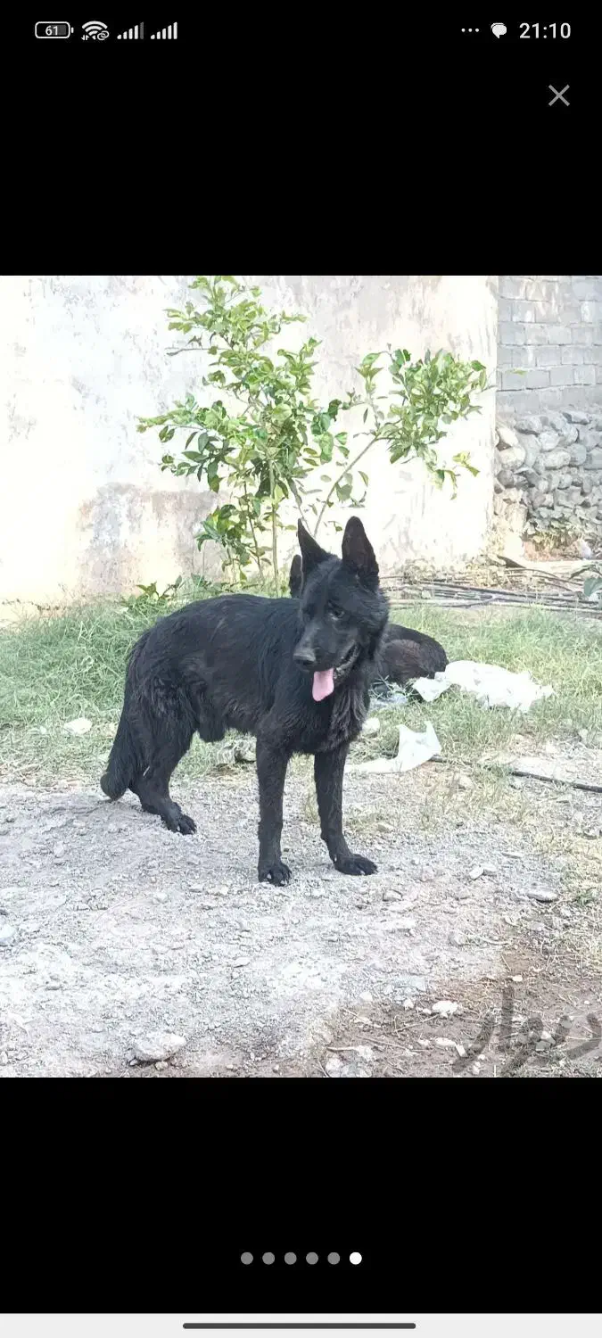 ژرمن بلک شولاین|سگ|قشم, |دیوار