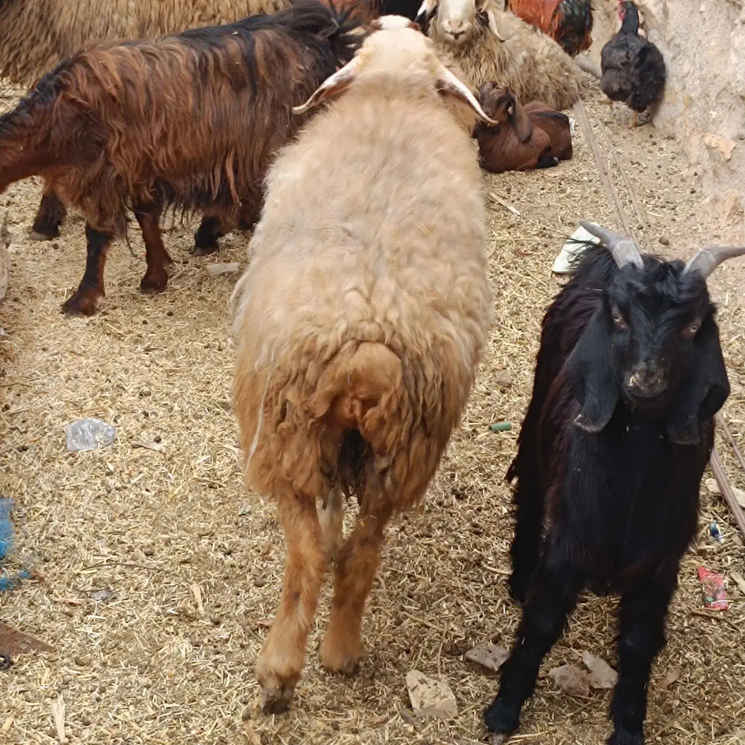 میش|حیوانات مزرعه|سیدان, |دیوار