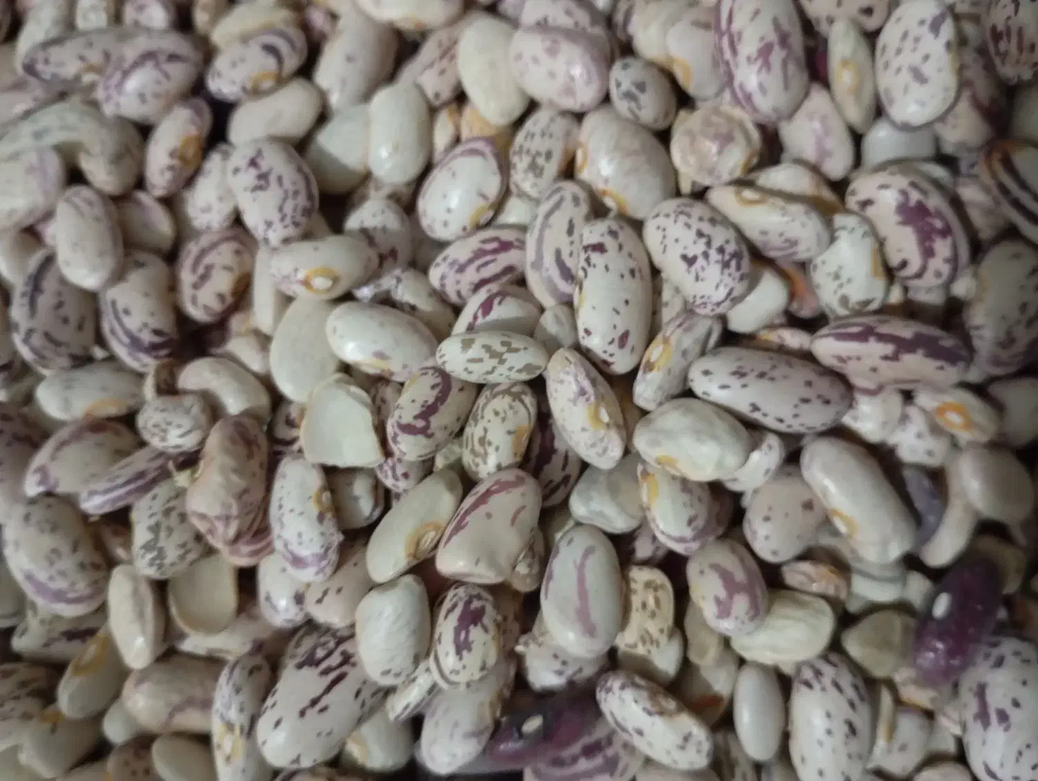 لوبیا چیتی درجه یک|عمدهفروشی|زاغه, |دیوار