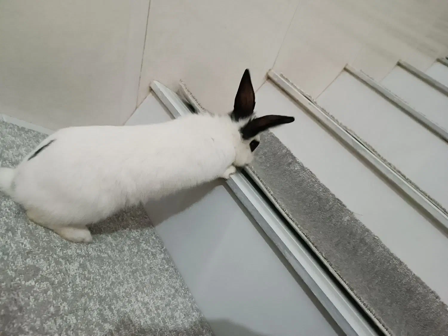 فروش خرگوش|موش و خرگوش|مریوان, |دیوار