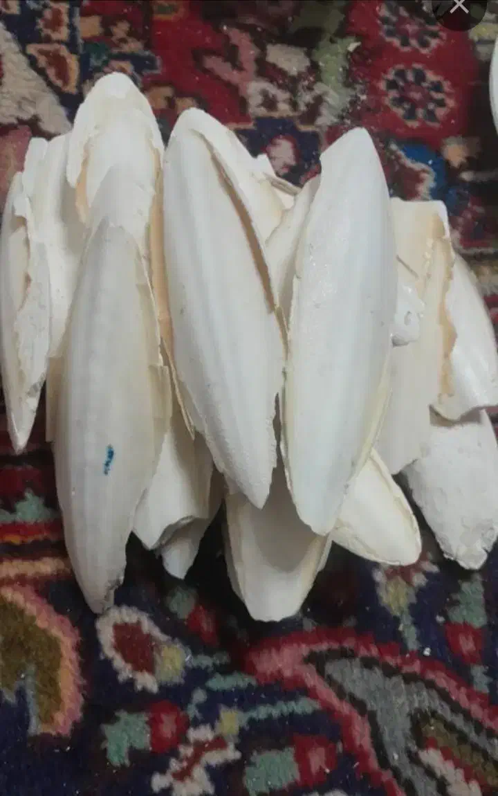 کف دریا...|فعالیت داوطلبانه|بوشهر, |دیوار