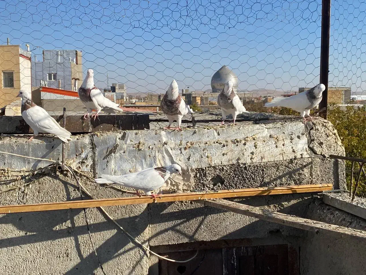 کبوتر طوقی|پرنده|درگزین, |دیوار