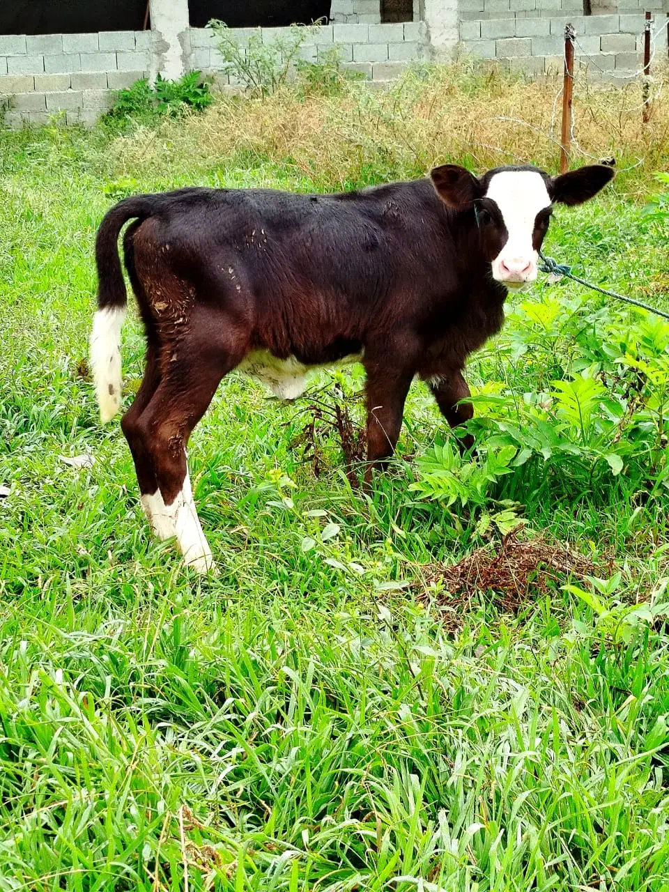 گاو چالوسی شیری با گوساله|حیوانات مزرعه|رشت, رودبارتان|دیوار