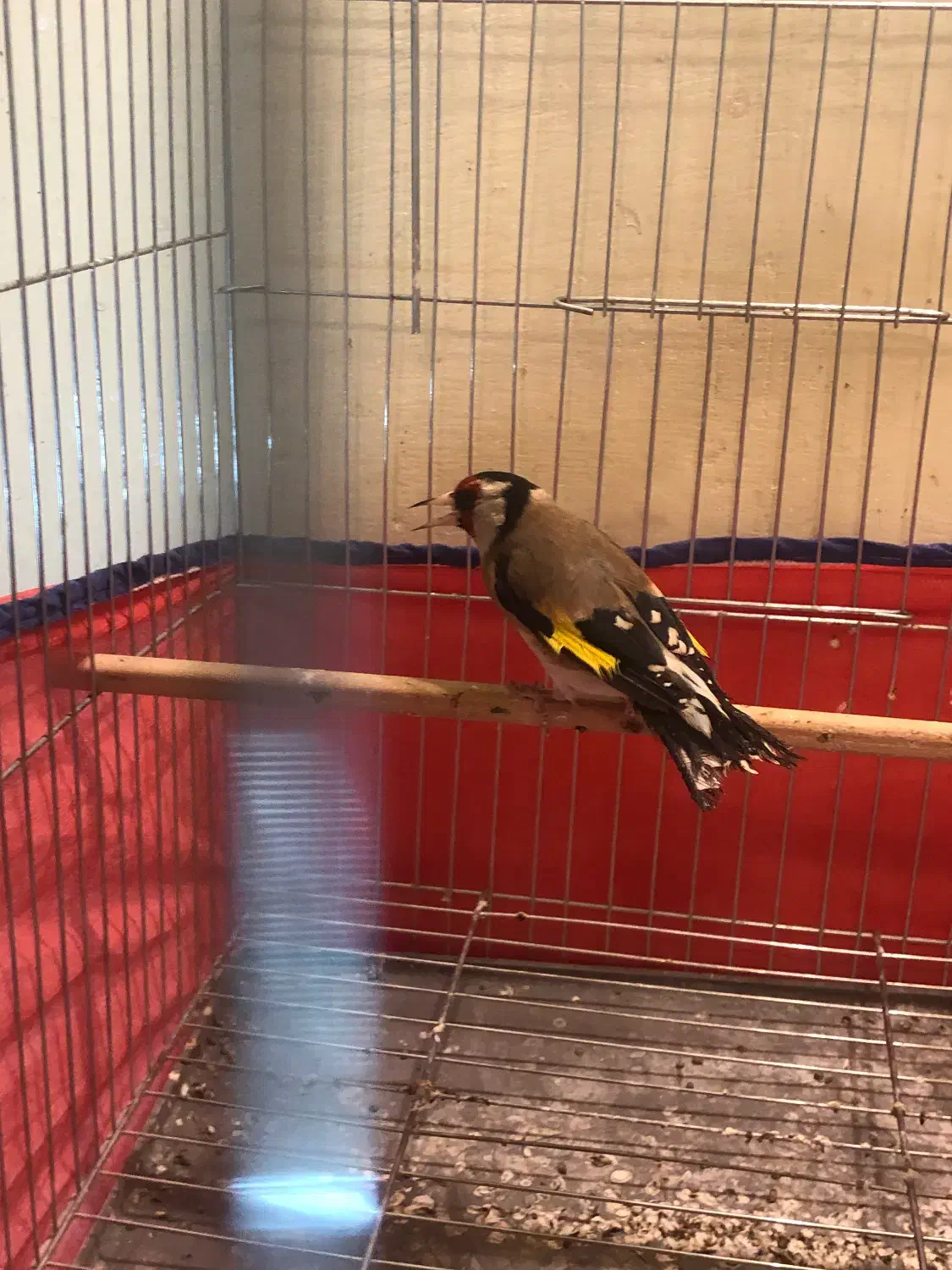 سهره نر سرمایی|پرنده|همدان, |دیوار