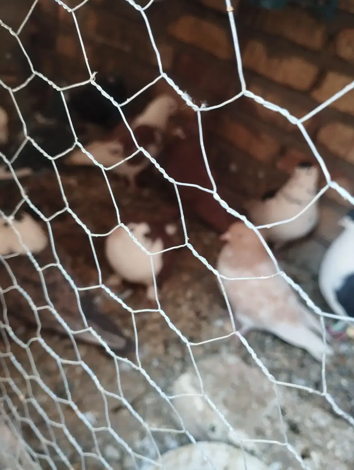 کفتر عالی|پرنده|هامون, |دیوار