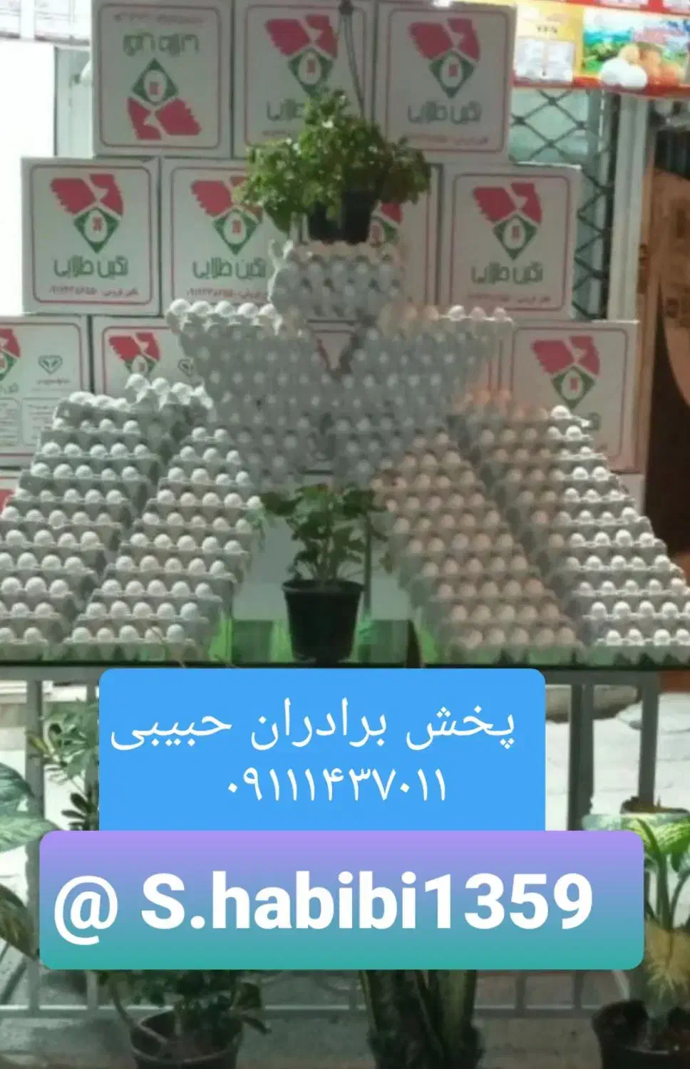 بنکداری و پخش تخم مرغ در گیلان|خوردنی و آشامیدنی|لنگرود, |دیوار