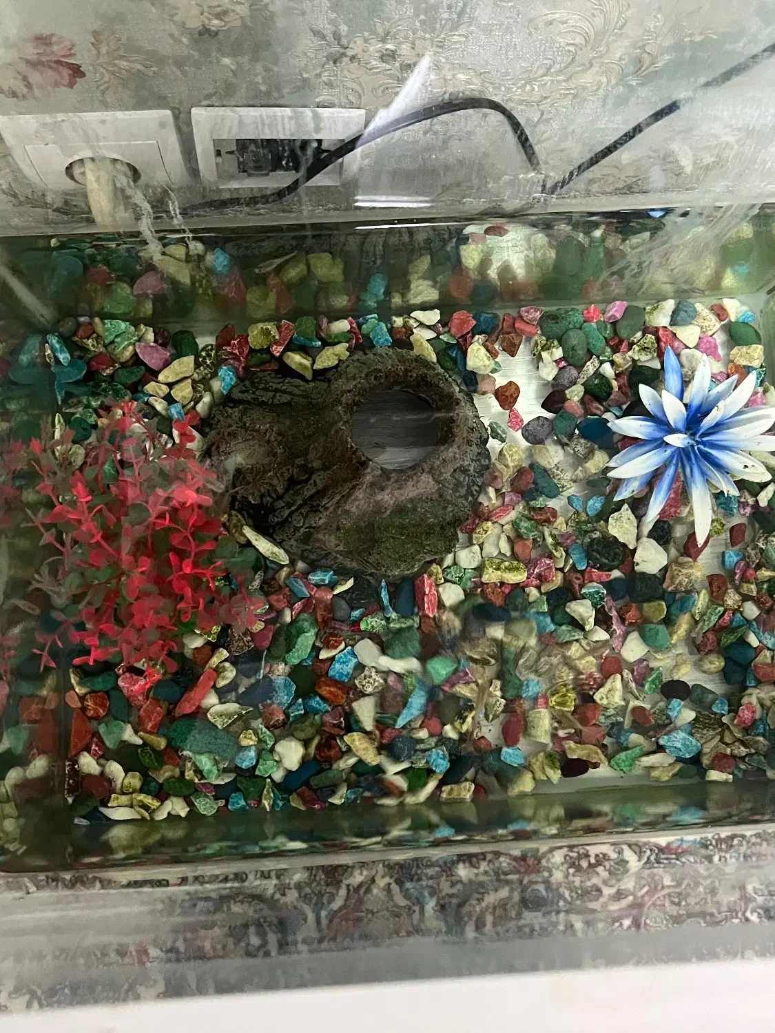 اکواریوم با ماهی گوپی|ماهی|تبریز, |دیوار