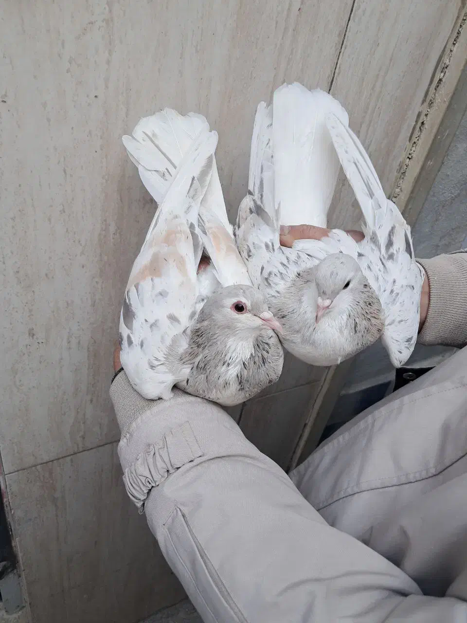 ساده هفترنگ|پرنده|مشهد, پنجتن|دیوار