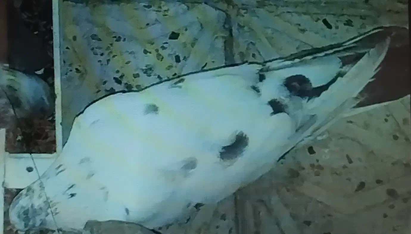 دو عدد کبوتر گمشده|پرنده|شاهرود, |دیوار