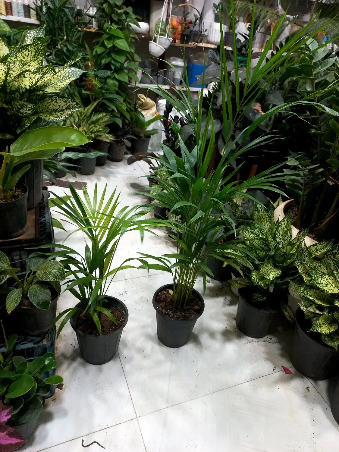 هدیه مناسب برای روز مادر نخل اریکا گیاه آپارتمانی|گل و گیاه طبیعی|قم, سید معصوم|دیوار