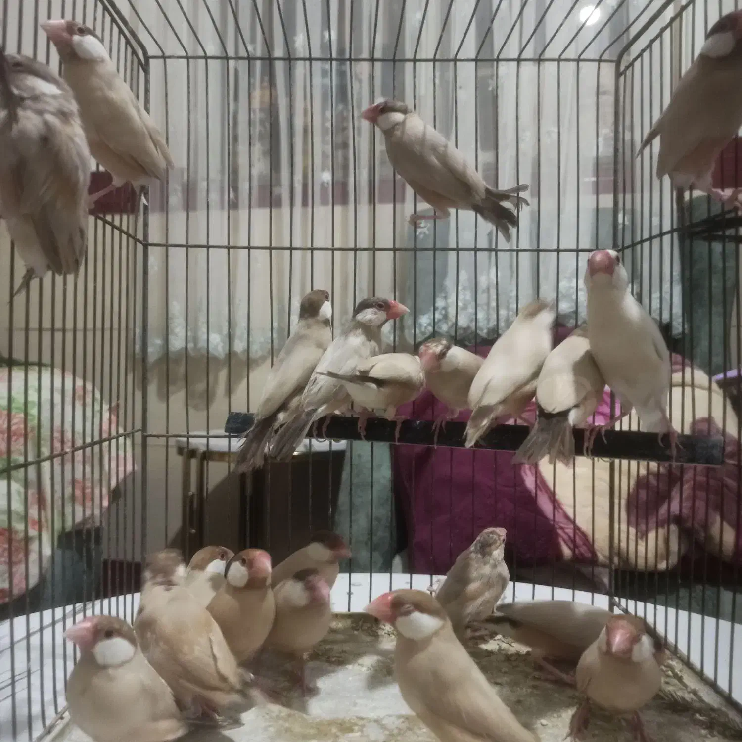 نرگسی شکلاتی|پرنده|اندیشه, اندیشه فاز ۱|دیوار