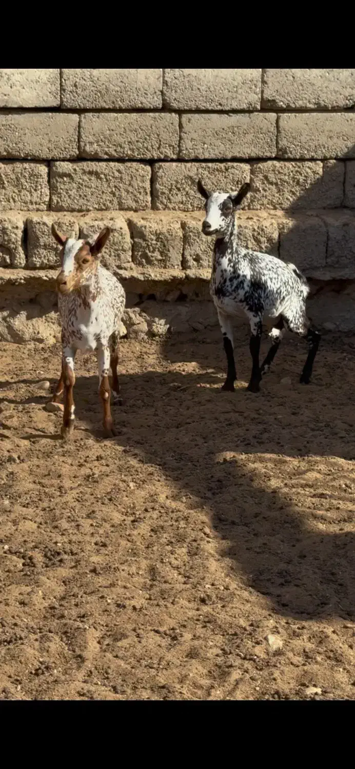 حیوون ناب|حیوانات مزرعه|قائن, |دیوار