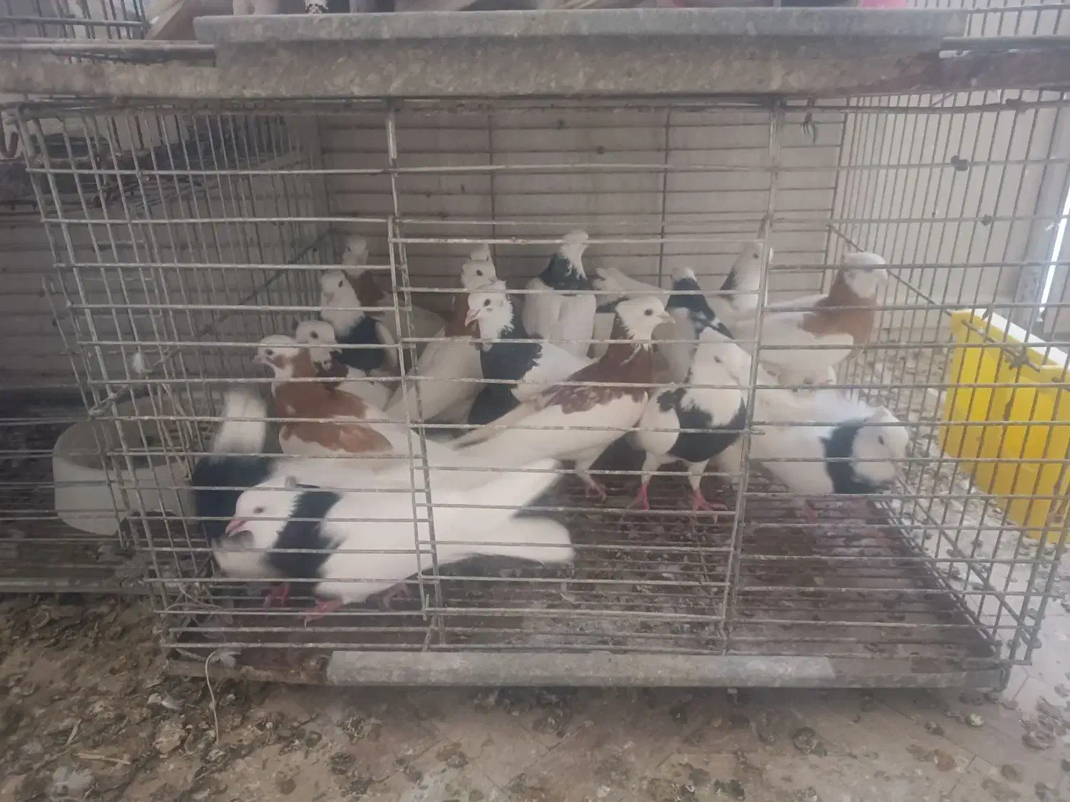 فروش بیله کبوتر طوقی|پرنده|اردکان, |دیوار