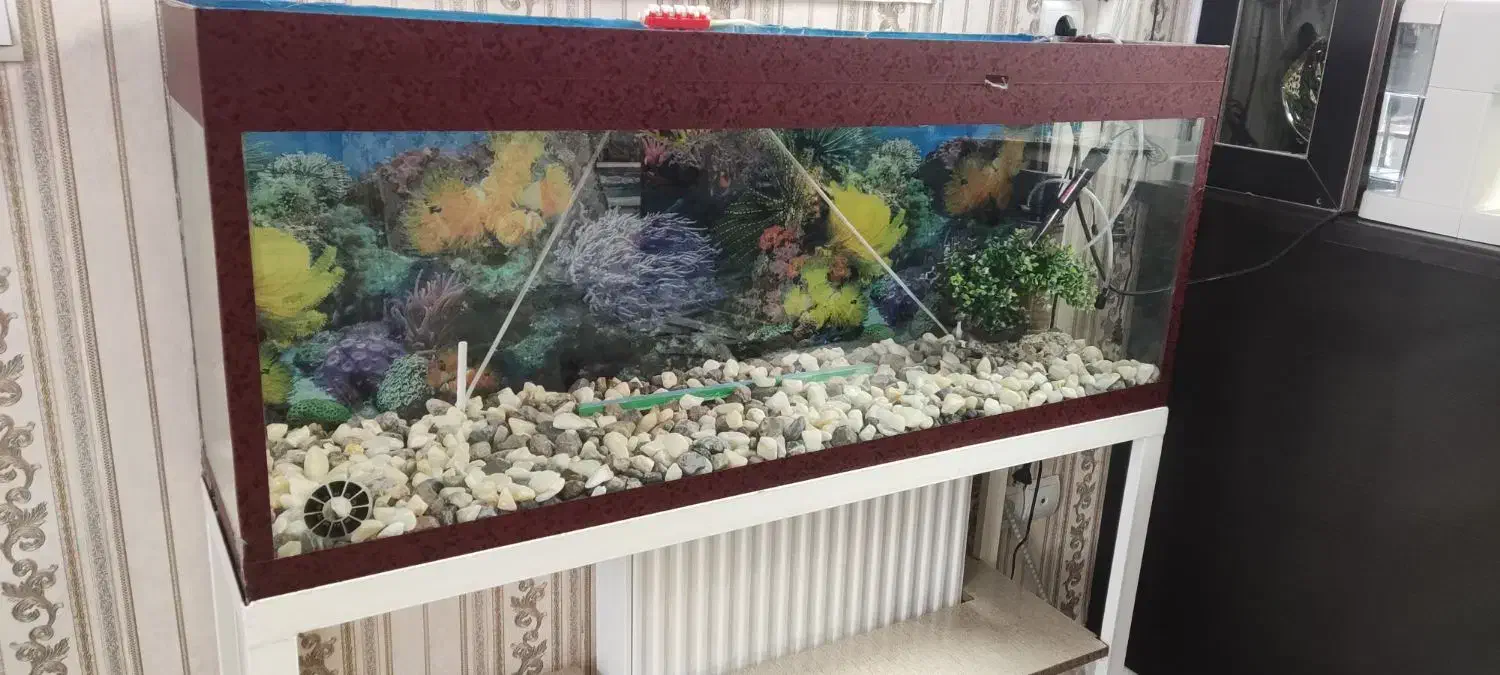 اکواریوم|ماهی|قزوین, |دیوار