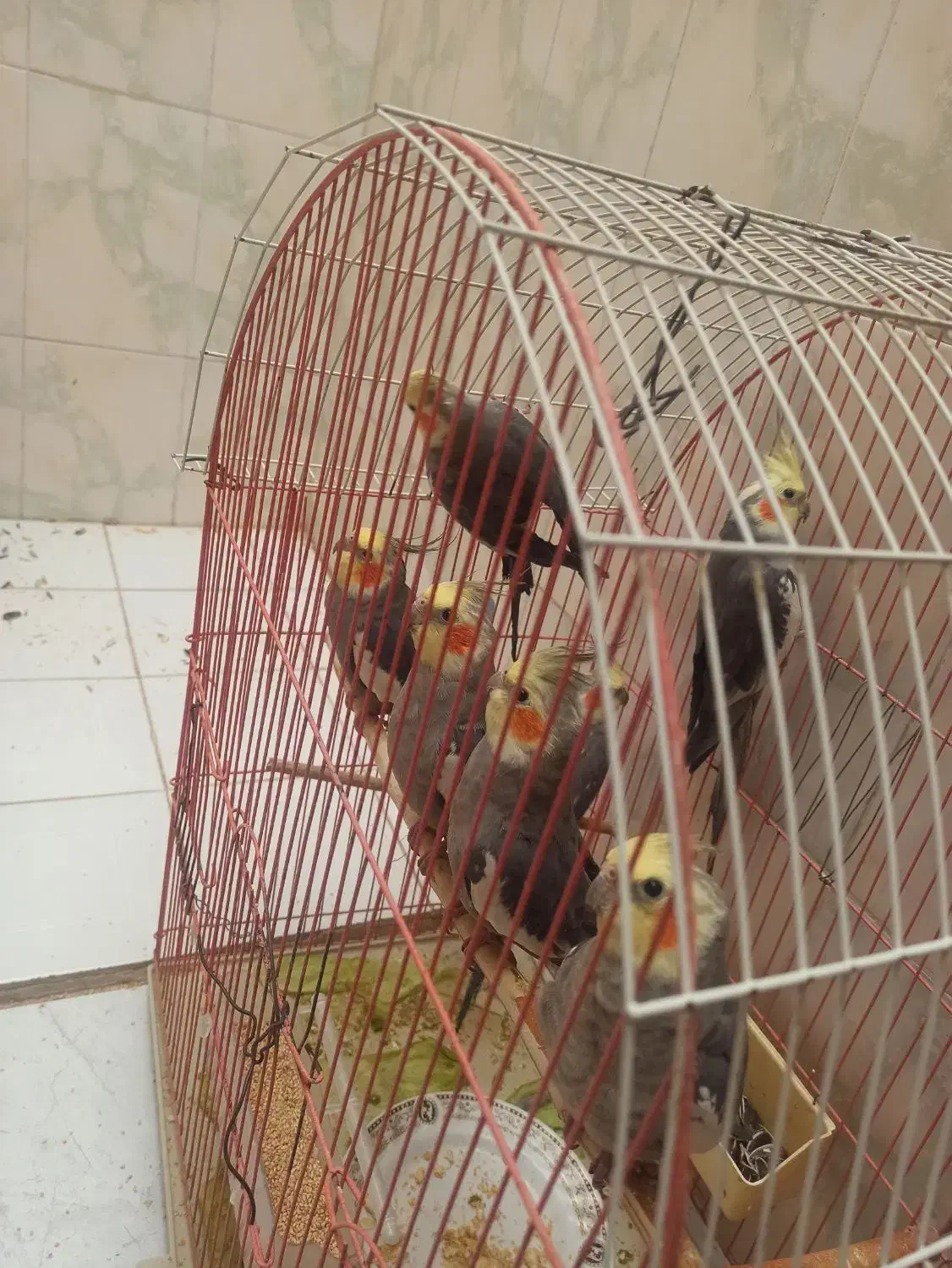 عروس هلندی|پرنده|شاهین‌شهر, حافظ جنوبی|دیوار