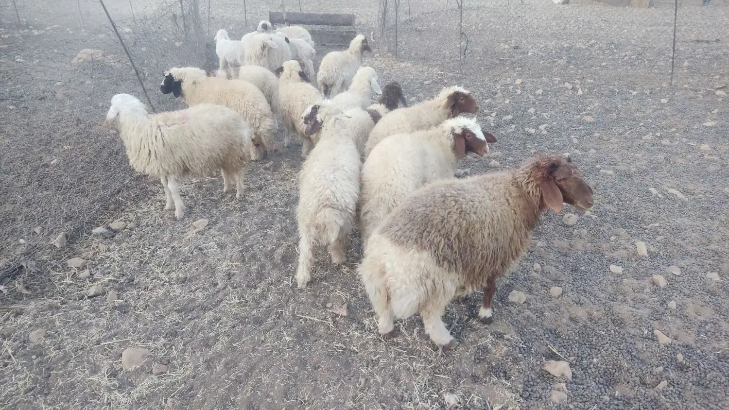 بره پرواری|حیوانات مزرعه|کرمانشاه, |دیوار