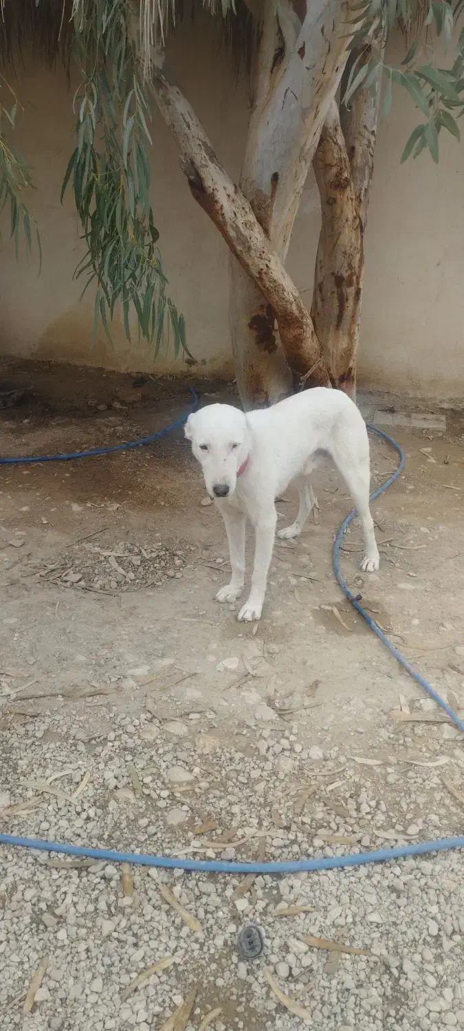 سگ سفیدگمشده|سگ|برازجان, |دیوار