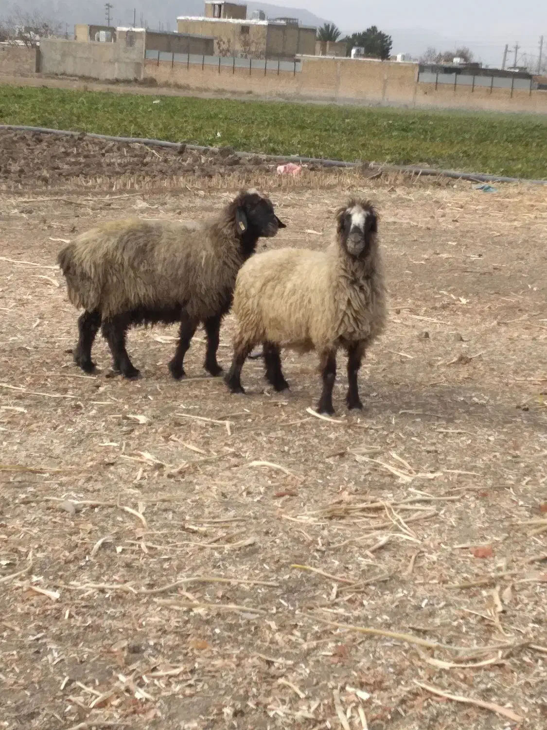 میش|حیوانات مزرعه|پاسارگاد, |دیوار