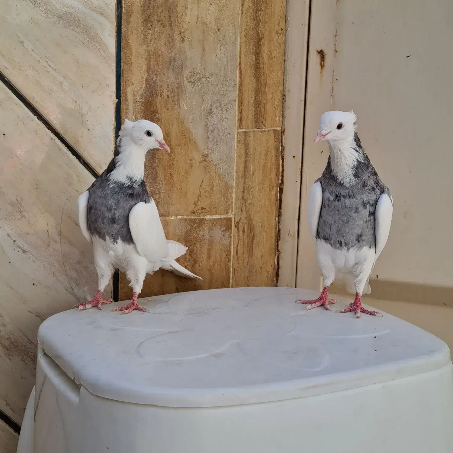 طوقی کبوتر طوقی|پرنده|شاهین‌شهر, نظامی|دیوار