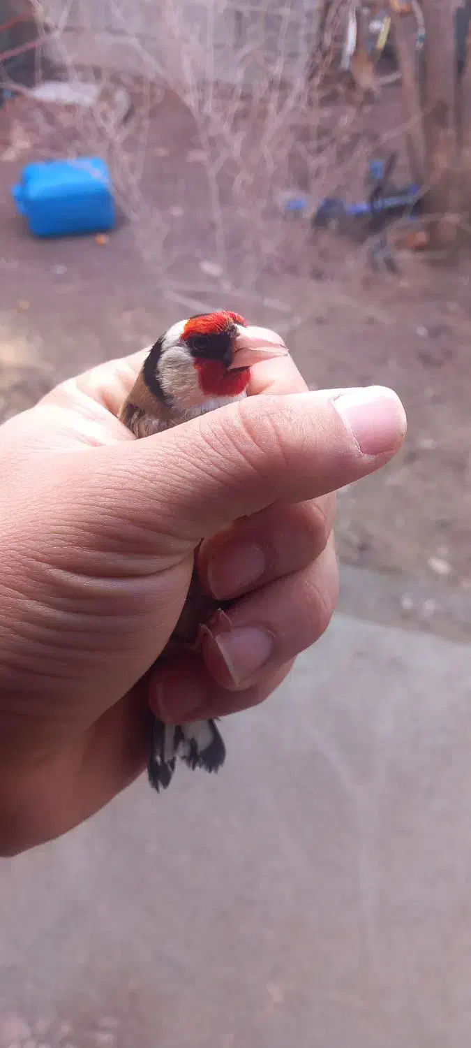 سهره نر|پرنده|مراغه, |دیوار