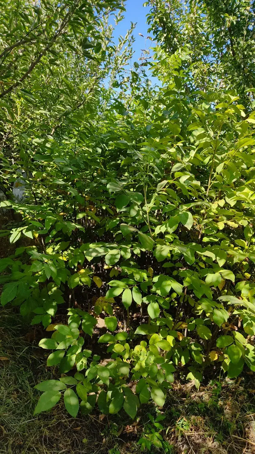 نهال گردو|خدمات باغبانی و درختکاری|خوانسار, |دیوار