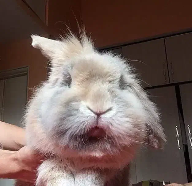 خرگوش لوپ ترکیش آنگورا|موش و خرگوش|تهران, سازمان آب|دیوار