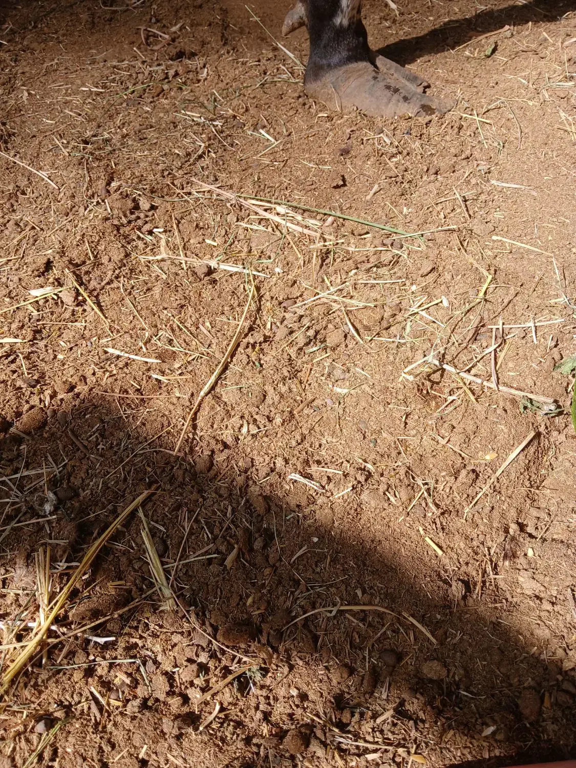 کود حیوانی گاو پنج ساله|لوازم جانبی حیوانات|گلباف, |دیوار