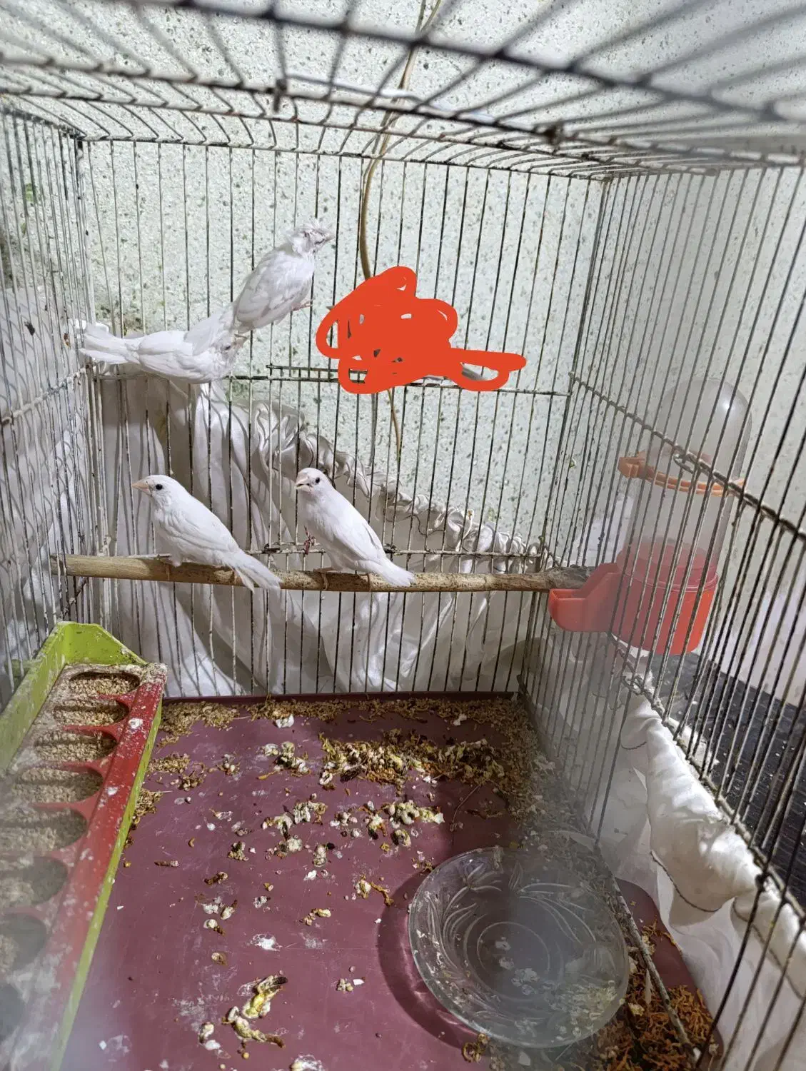 معاوضه چهارتا فنچ بنگال نر سفید باماده بنگال|پرنده|کارون, |دیوار