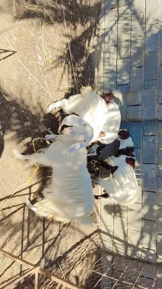 فروش تعدادی بز داشتی تالی و پاکستانی|حیوانات مزرعه|کهنوج, |دیوار