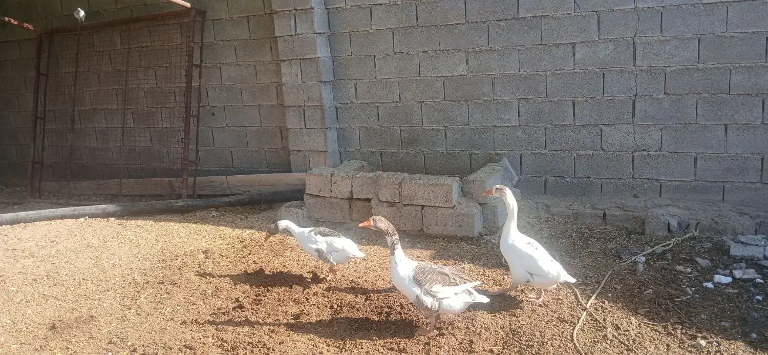 روستای مشراگه،امیدیه|حیوانات مزرعه|هندیجان, |دیوار