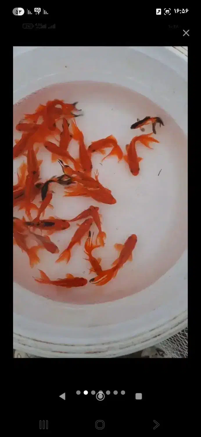 ماهی قرمز حراج عمده|ماهی|قم, علی آباد سعدگان|دیوار