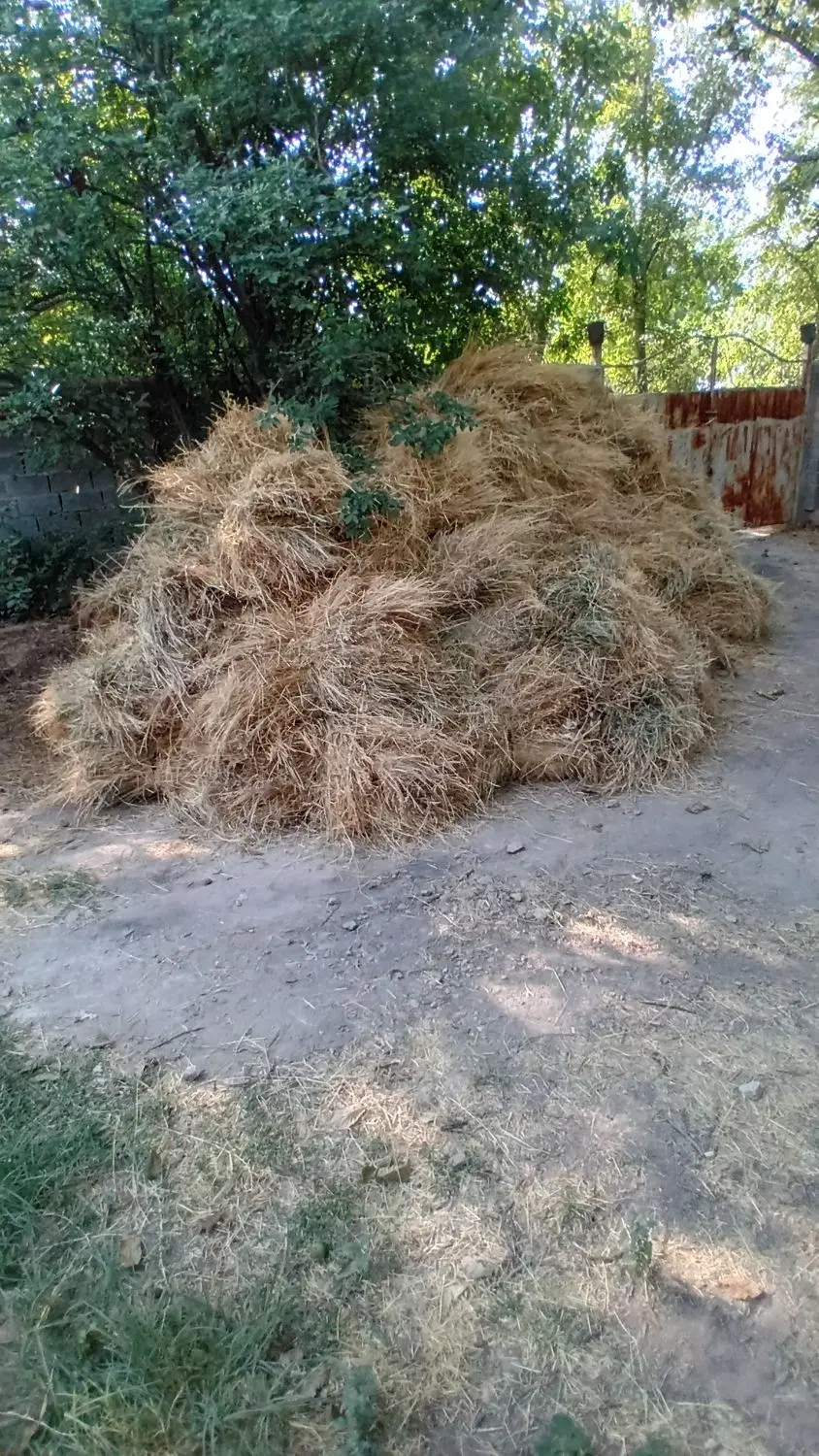 علف|خدمات باغبانی و درختکاری|مراغه, |دیوار