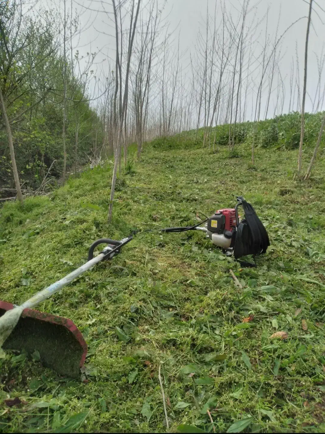 علفزنی یا علفتراشی|خدمات باغبانی و درختکاری|چابکسر, |دیوار