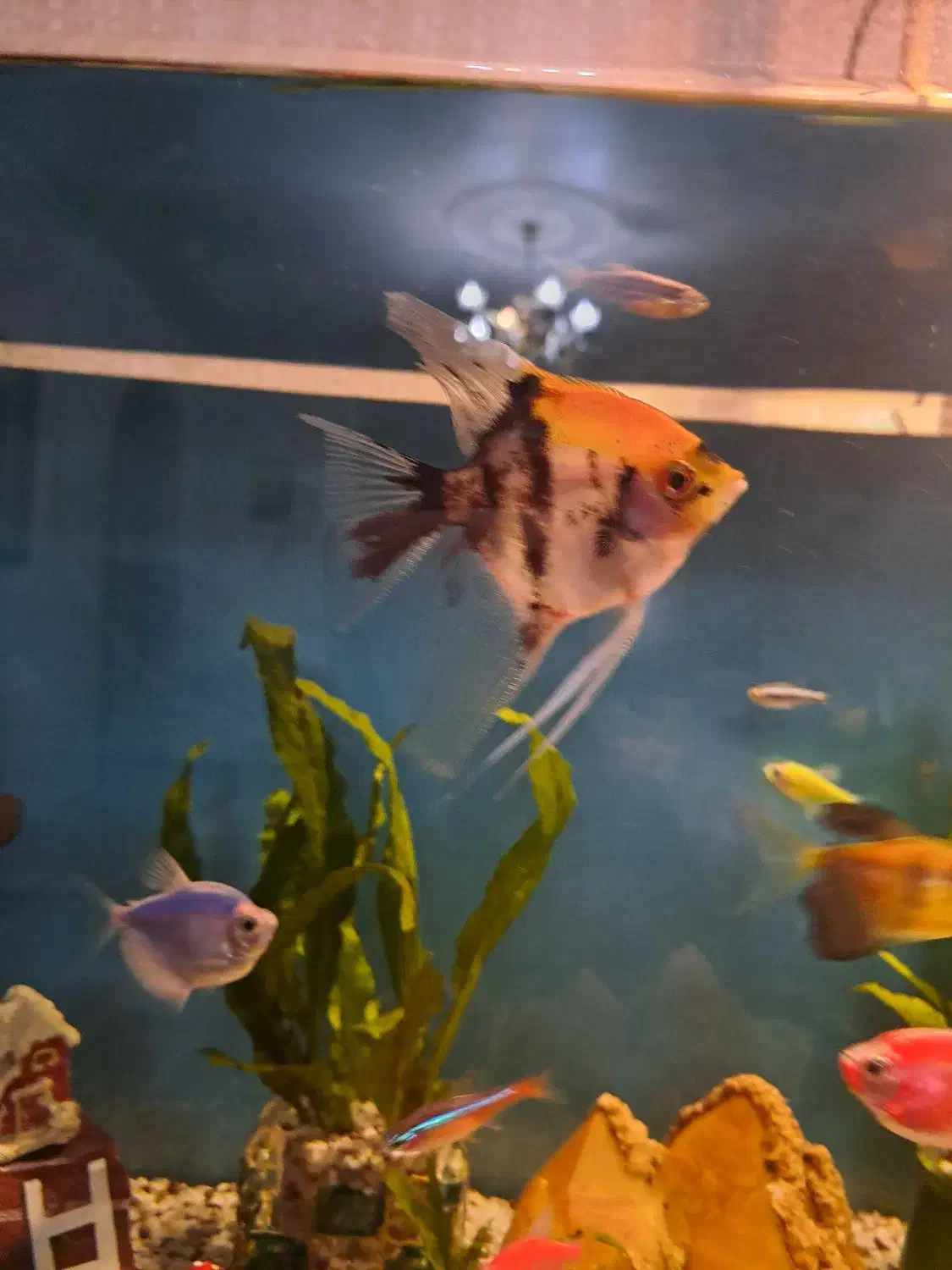 فروش ماهی انجل|ماهی|فردیس, فردیس|دیوار