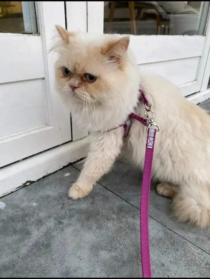 گربه برتیش اصل|گربه|بوشهر, |دیوار