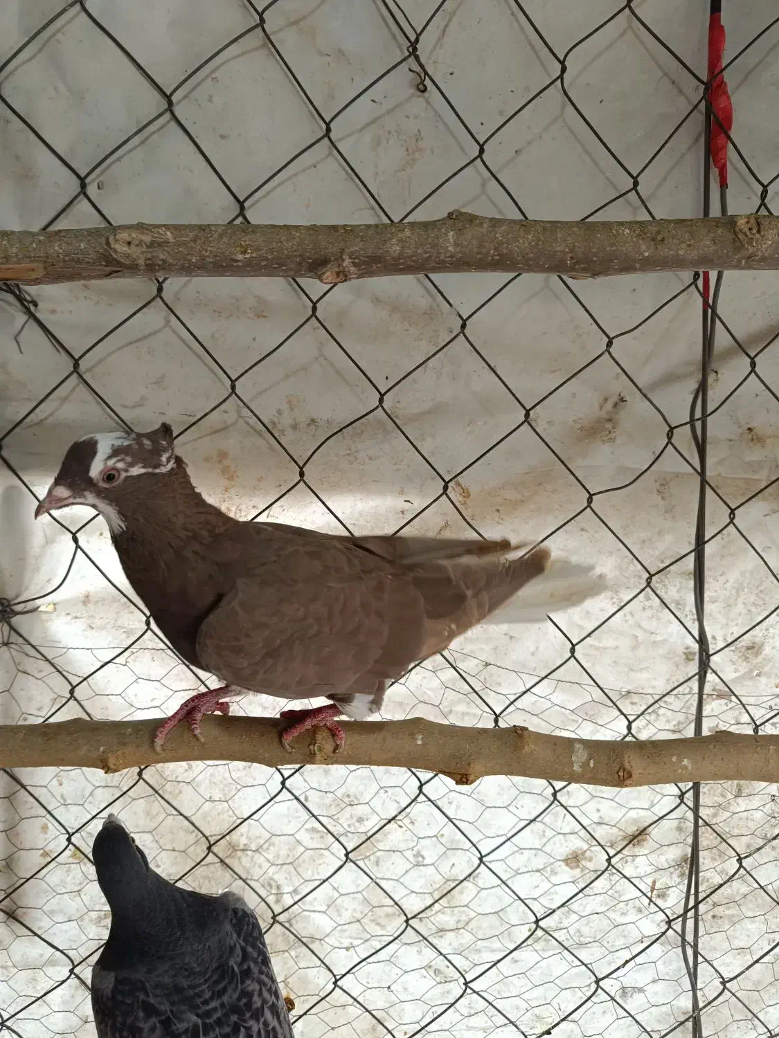 کفتر|پرنده|فردوسیه, |دیوار