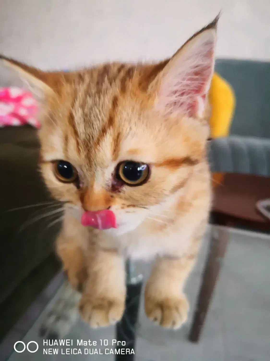 گربه بریتیش|گربه|تهران, اکباتان|دیوار