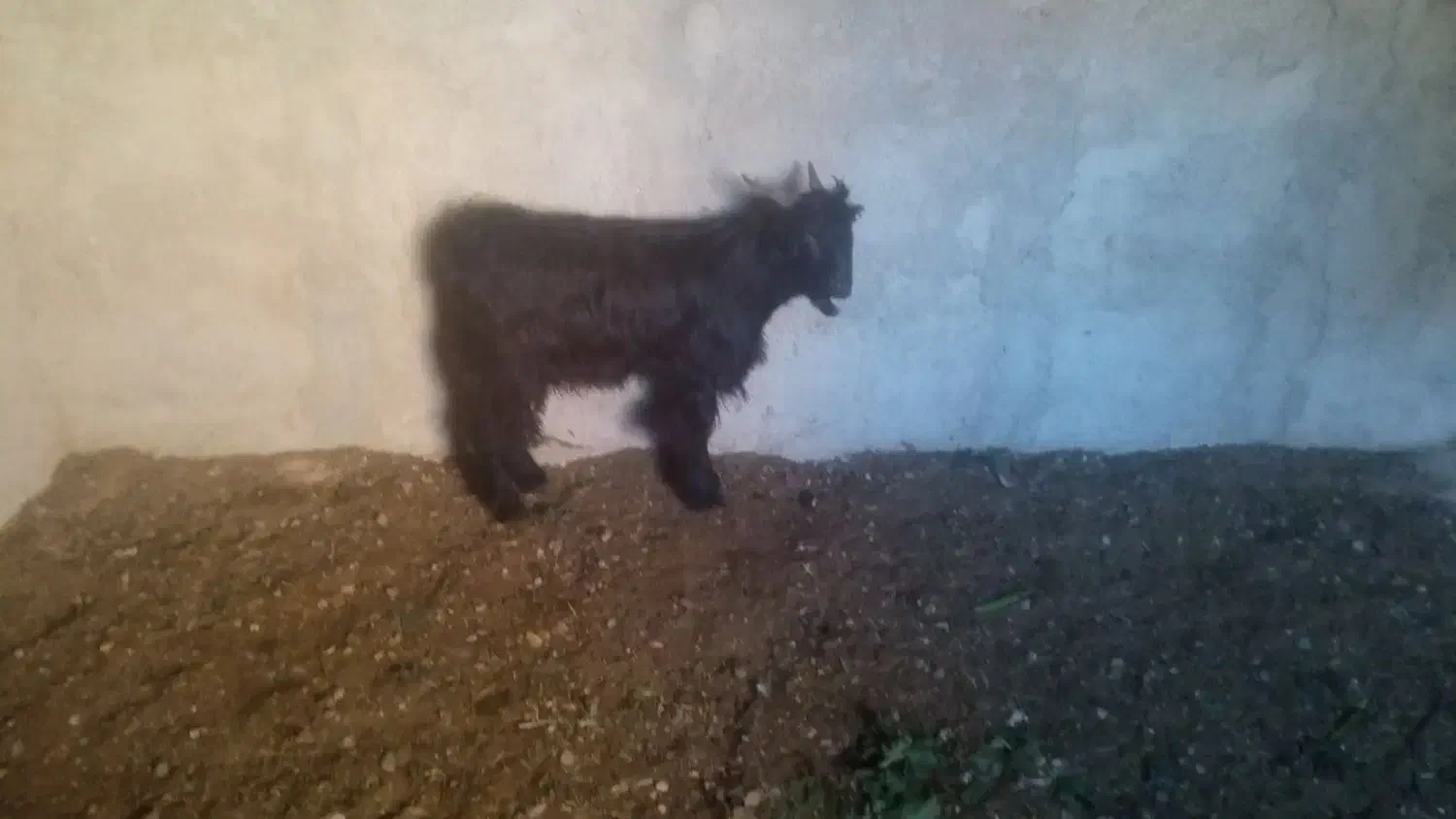 کهره|حیوانات مزرعه|مرودشت, تخت جمشید|دیوار