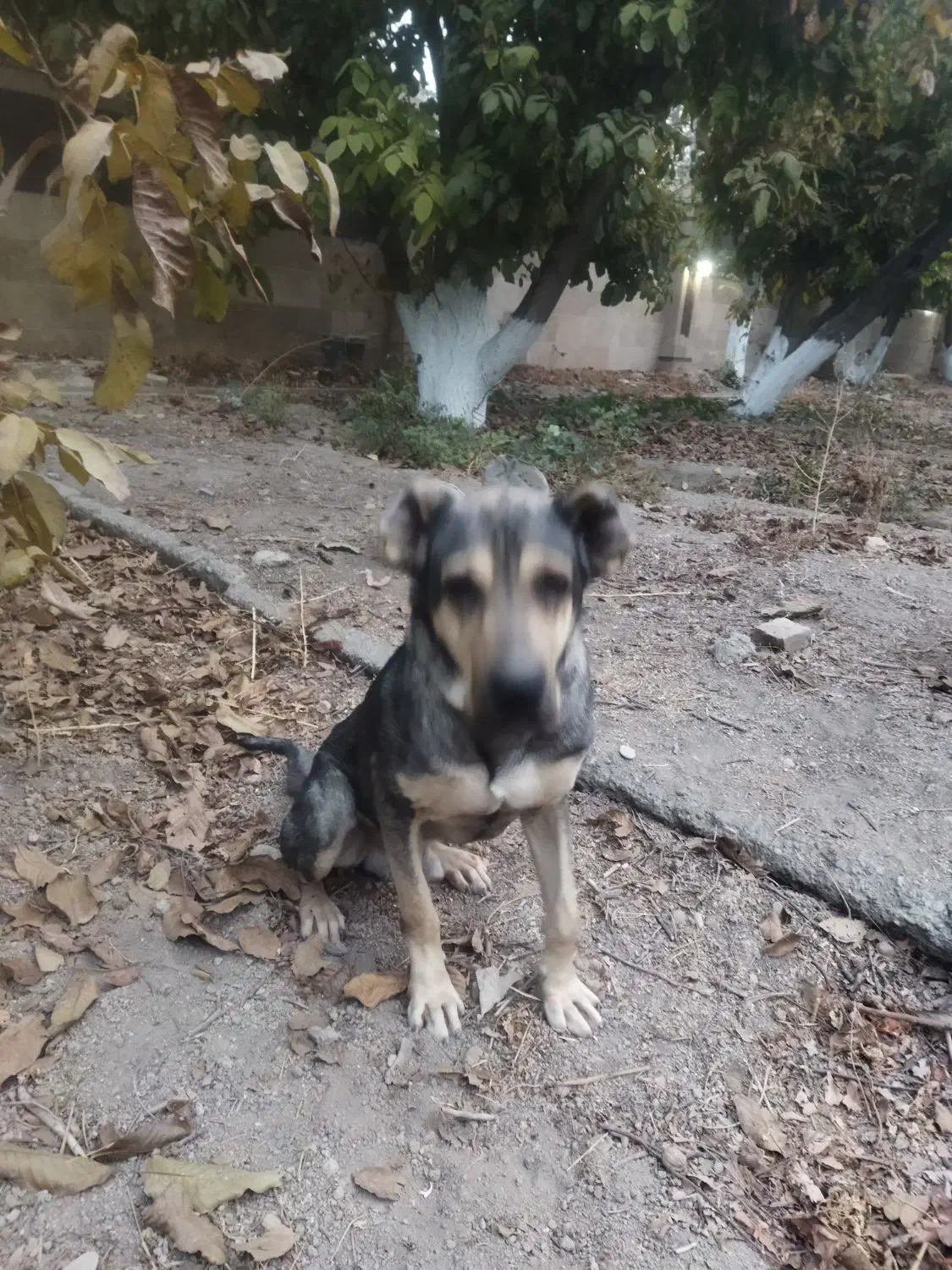 سگ سرابی در خون اصل نگهبان مطمعن|سگ|مشکیندشت, |دیوار