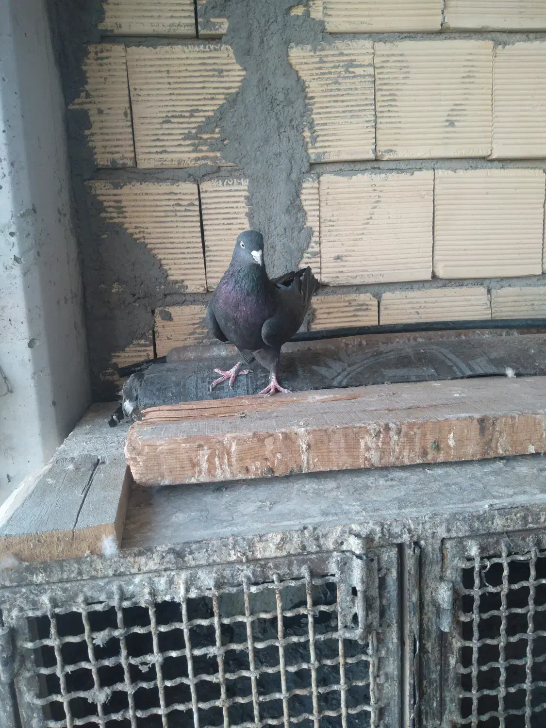 کبوترپر|پرنده|سامان, |دیوار