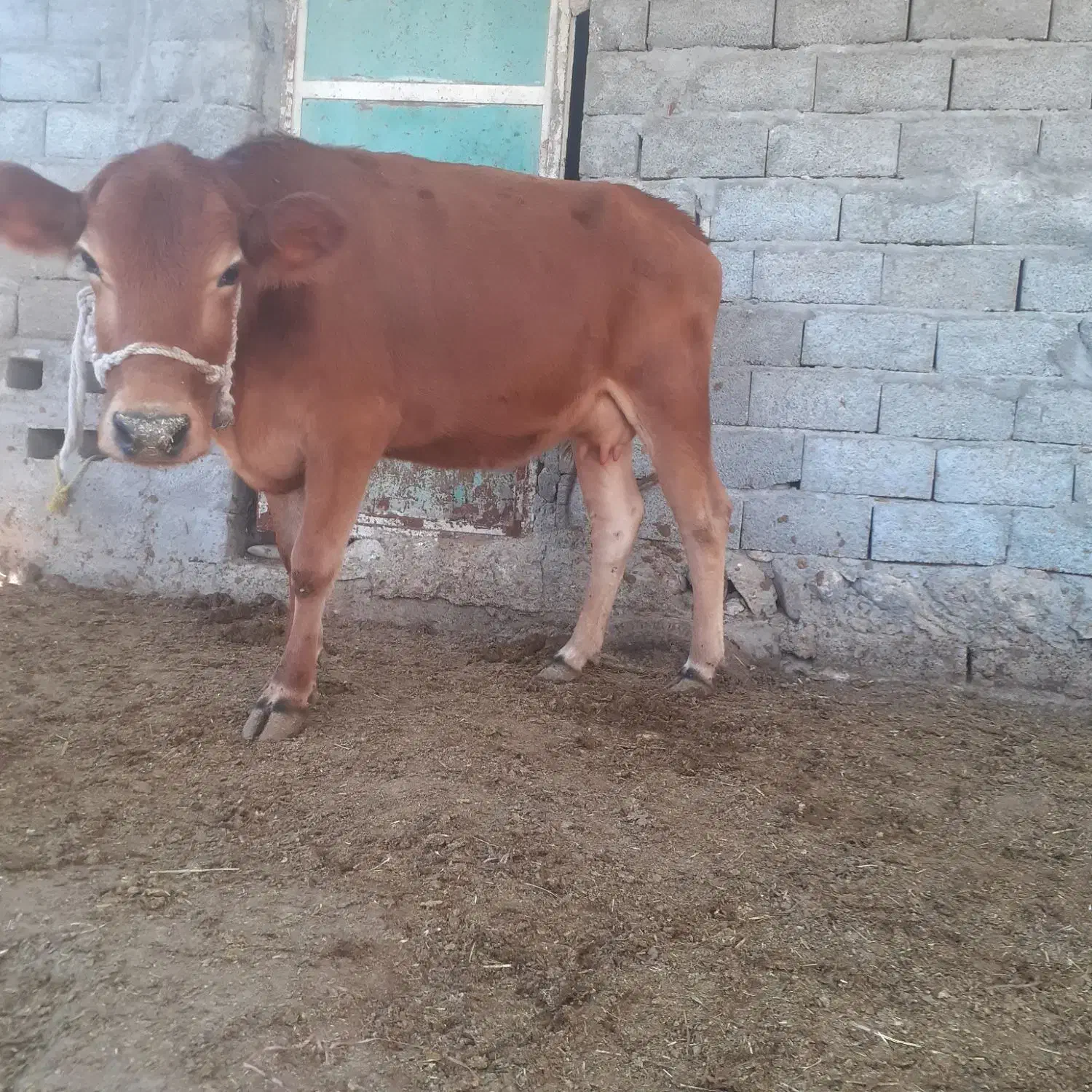 گاوماده|حیوانات مزرعه|بندرعباس, |دیوار